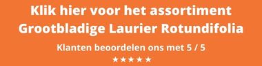 https://www.gardline.nl/57-grootbladige-laurier-prunus-rotundifolia-kopen